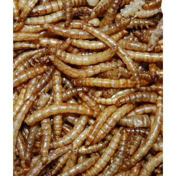 Suren Collection - Meelwormen 10 liter