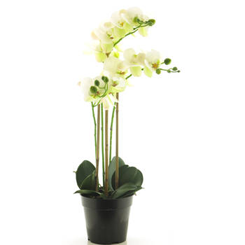 Nova Nature - (Best) RT Phalaenopsis Bora x3 in pot 60cm white