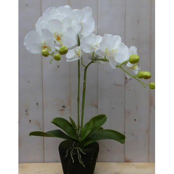 Warentuin Mix - Orchidee phalaenopsis 2 stelen 40 cm