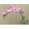 Warentuin Mix - Kunstvlinderorchidee op steker roze