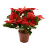 Poinsettia zijde pot d16h27 cm kerstrood