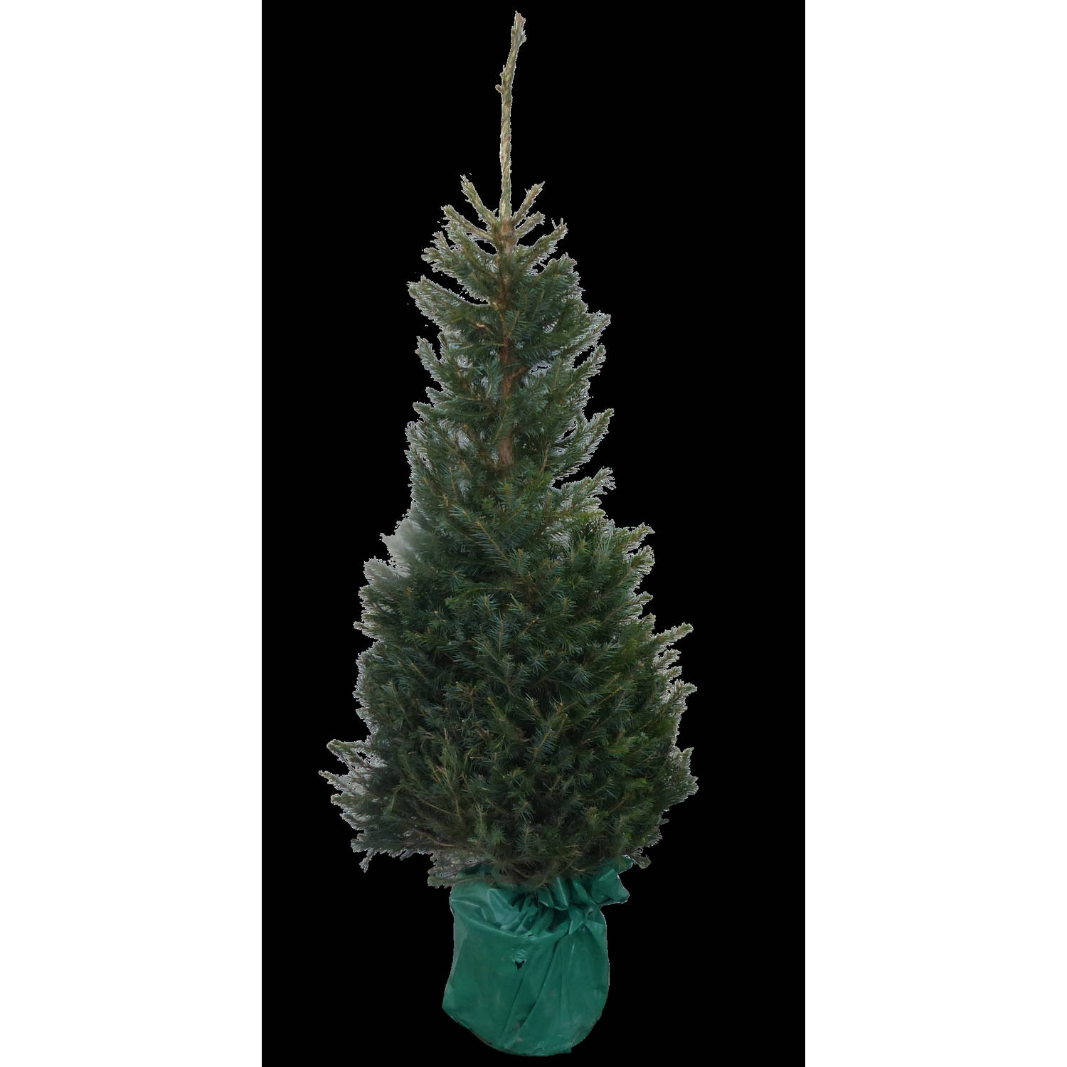 Kerstboom Warentuin Picea Omorika 125 - 150 cm in pot Warentuin Natuurlijk