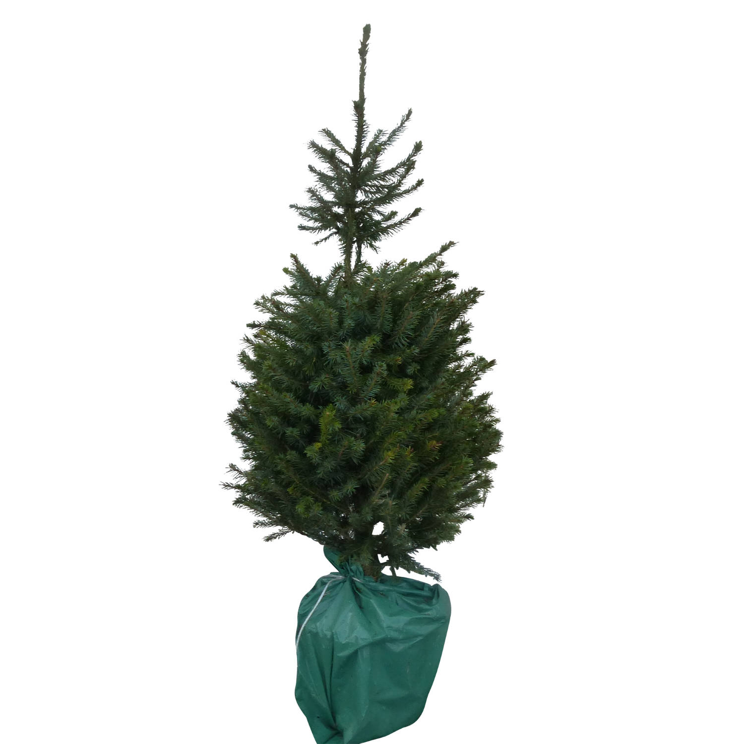 Kerstboom Warentuin Picea Omorika 80 - 100 cm in pot Warentuin Natuurlijk