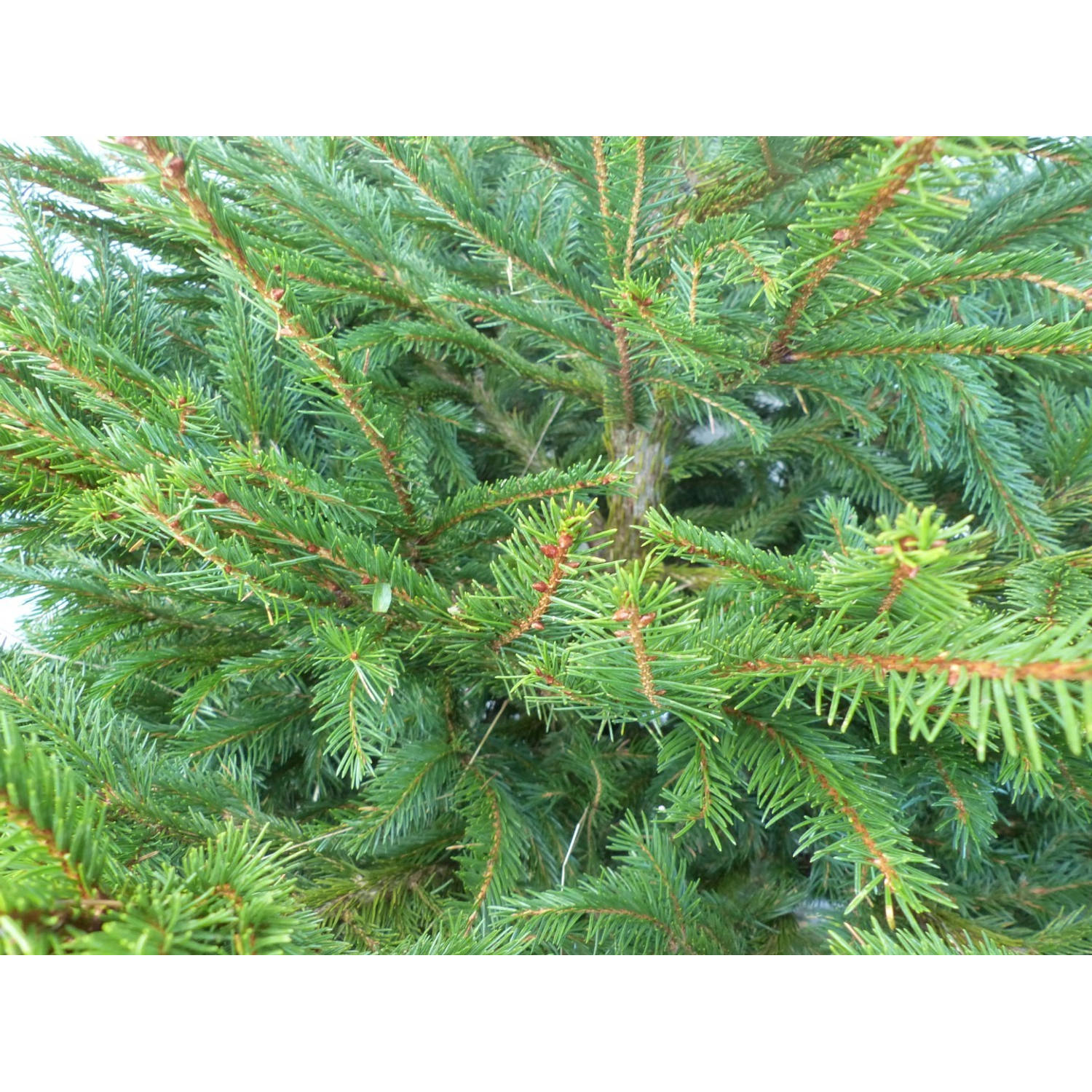 Gewone kerstboom in pot Picea Abies Fijnspar 125-150 cm Warentuin Natuurlijk
