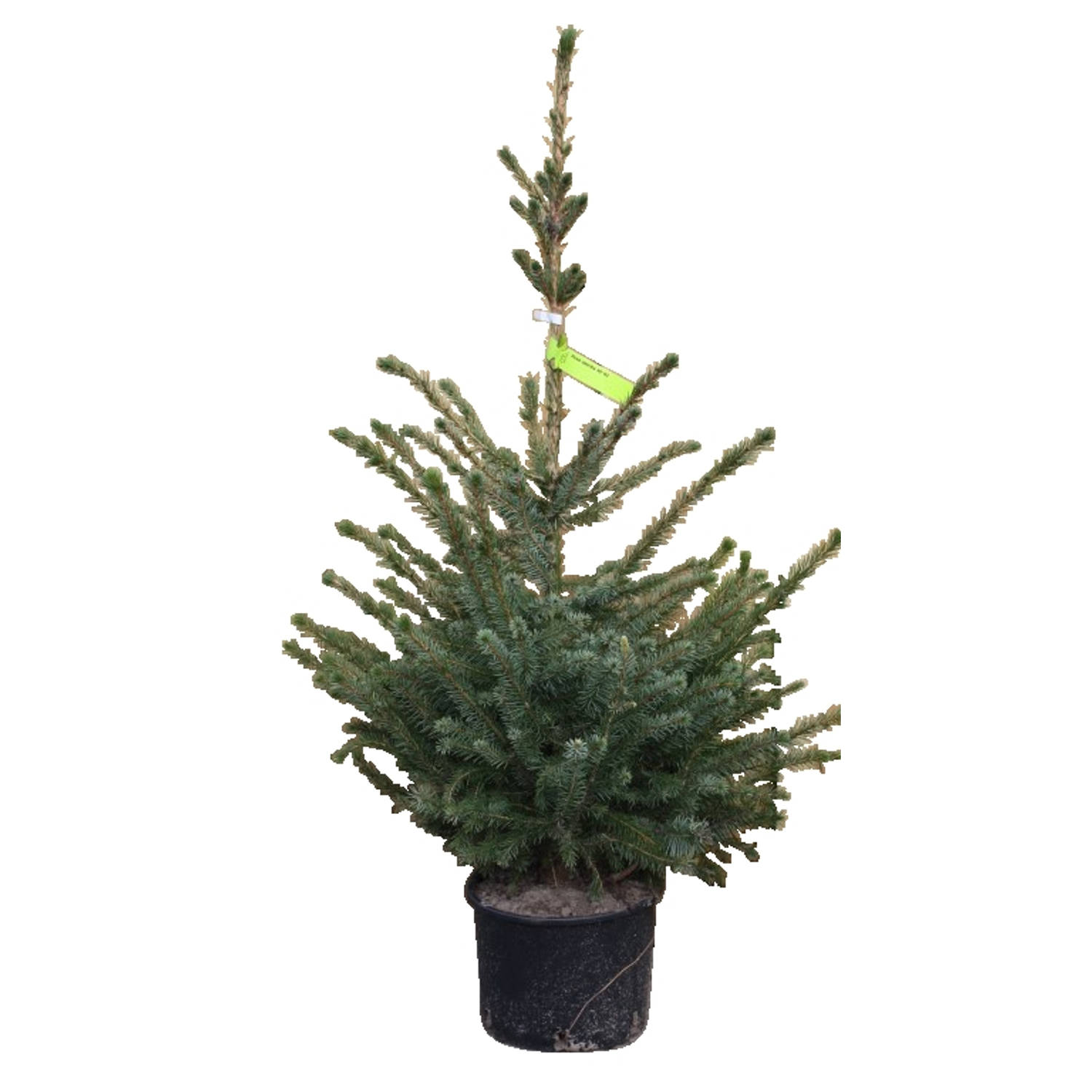 Kerstboom Warentuin Picea Omorika 40 - 60 cm in pot Warentuin Natuurlijk