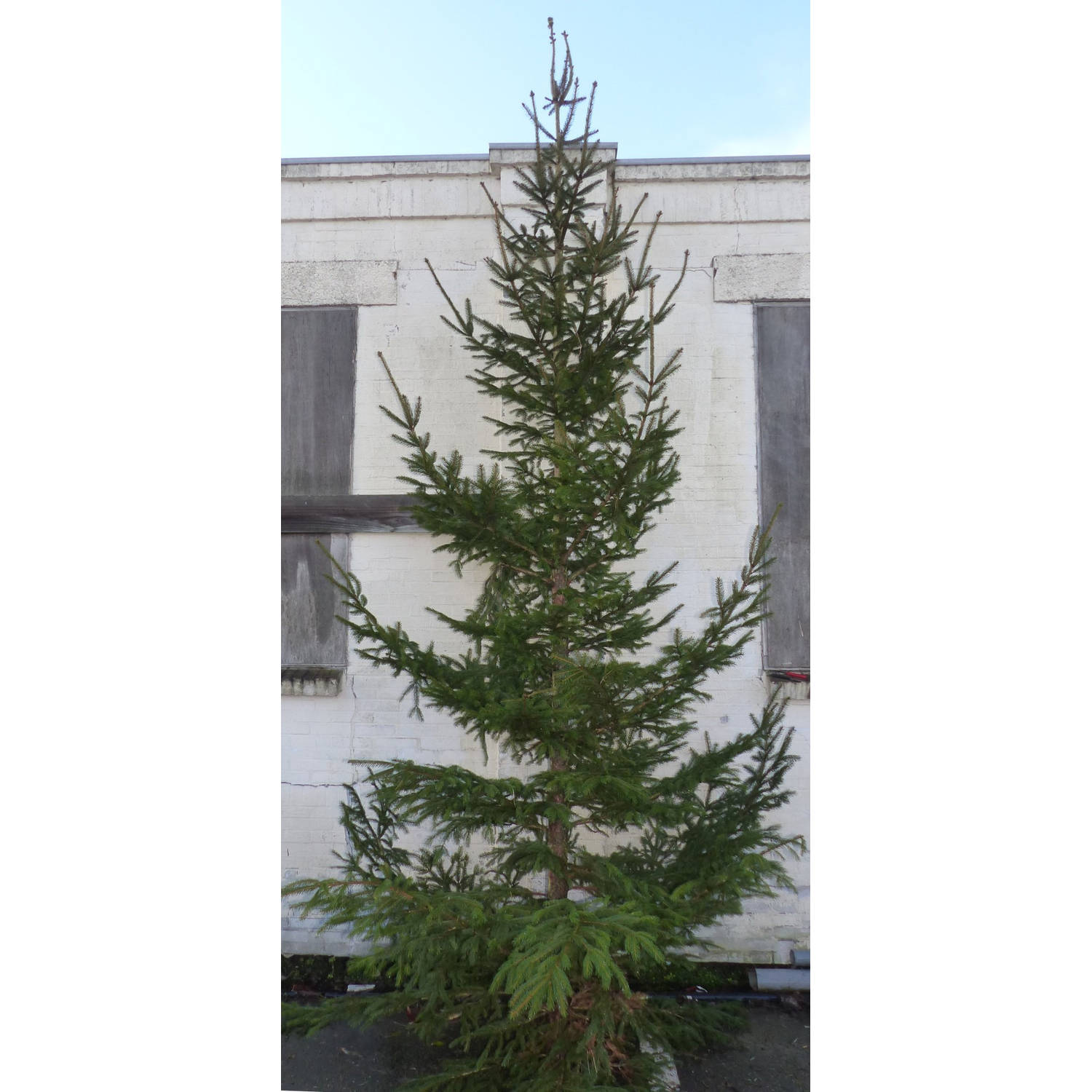 Gewone gezaagde kerstboom Picea Abies Fijnspar XXXL 300-400 cm Warentuin Natuurlijk