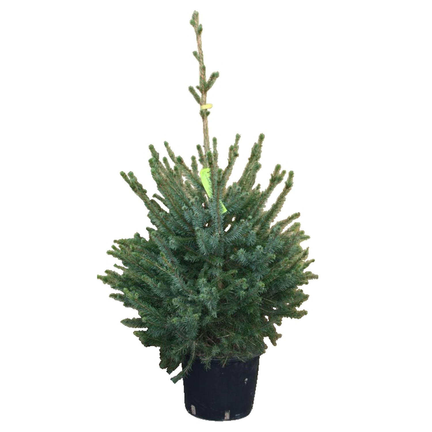 Kerstboom Warentuin Picea Omorika 60 - 80 cm in pot Warentuin Natuurlijk