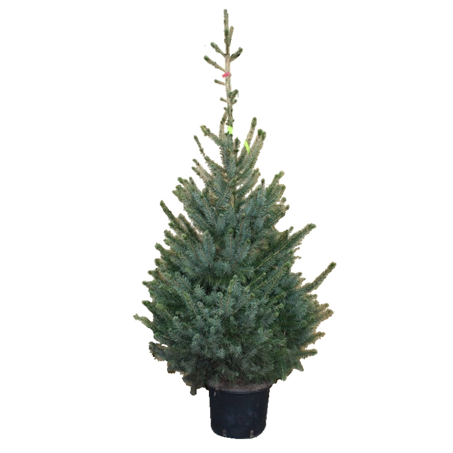 Kerstboom Warentuin Picea Omorika 100 - 125 cm in pot Warentuin Natuurlijk