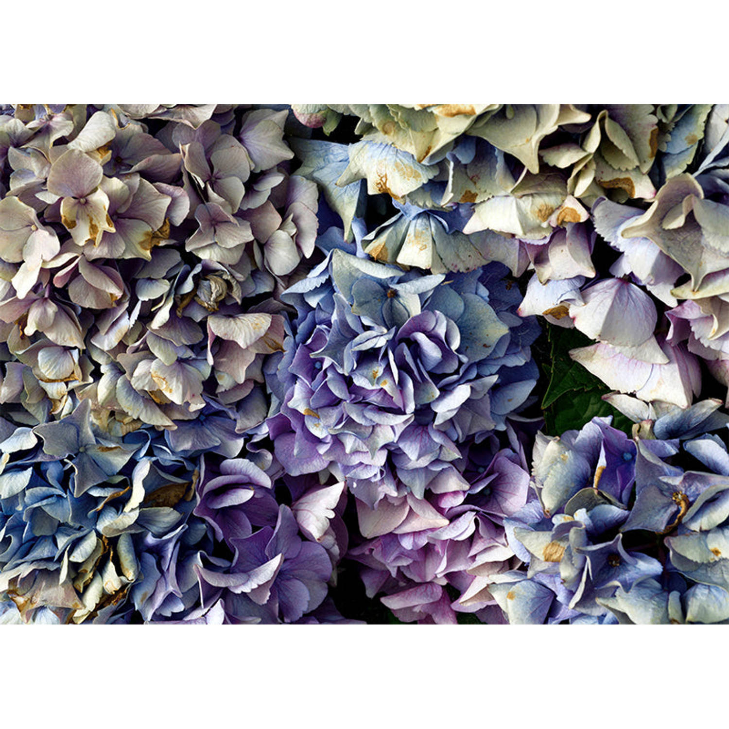 Inductiebeschermer - Blauwe Hortensia - 58,3x51.3 cm