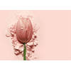 Inductiebeschermer - Roze Tulp - 59x52 cm