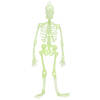 Halloween/horror thema hang decoraties - 1x stuks - skeletten - glow in the dark - 30 cm - Feestdecoratievoorwerp