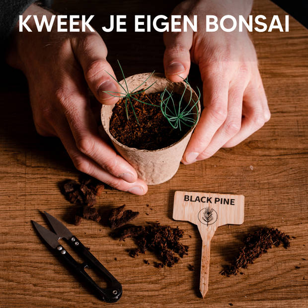 Bonsai Starters Kit met Uitgebreide Instructies – Bonsai Zaden Kit – Binnen Boompje Kweken – Kamerplanten – Kweekset Cad