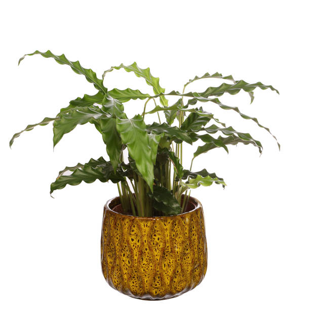 Ideas4seasons bloempot/plantenpot - okergeel - voor kamerplant - D13 x H11 cm - Plantenpotten