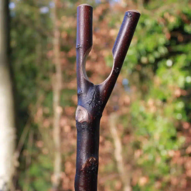 Classic Canes Jachtstok - Zwart - Kastanje hout - Duimgrip - Met Schors - Lengte 122 cm - Wandelstok outdoor