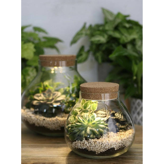 Ideas4seasons Pot/vaas van glas voor planten ecosysteem - deksel met LED verlichting - D20 x H20 cm - Vazen