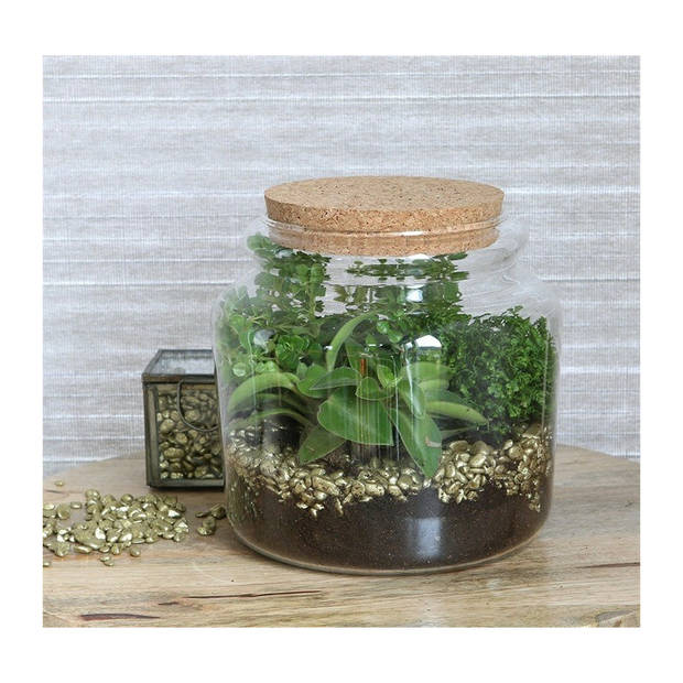 Ideas4seasons Pot/vaas van glas voor planten ecosysteem - deksel met LED verlichting - D15 x H14 cm - Vazen