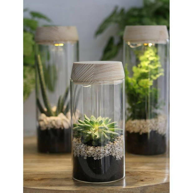 Ideas4Seasons Pot/vaas van glas voor planten ecosysteem - deksel met LED verlichting - D8 x H23 cm - Vazen