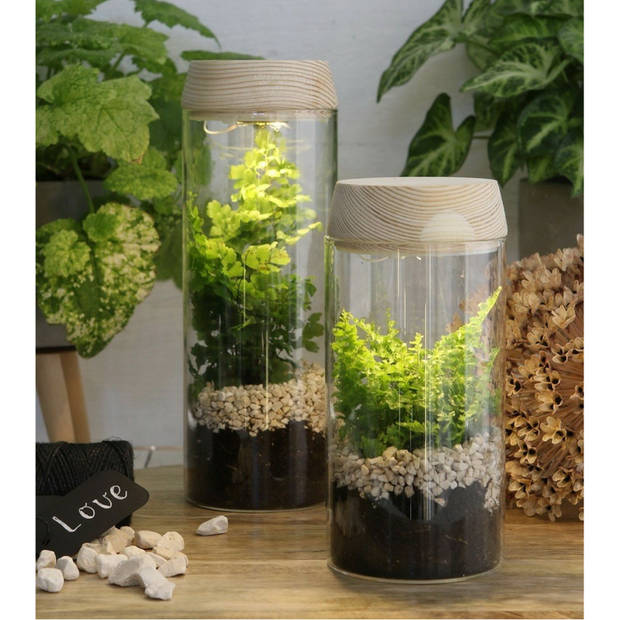 Ideas4Seasons Pot/vaas van glas voor planten ecosysteem - deksel met LED verlichting - D8 x H23 cm - Vazen