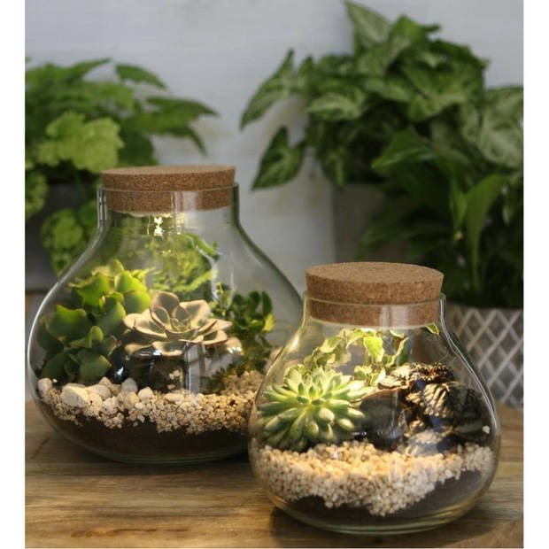 Ideas4seasons Pot/vaas van glas voor planten ecosysteem - deksel met LED verlichting - D15 x H14 cm - Vazen