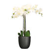 Orchidee kunstplant wit - 75 cm - inclusief bloempot zwart mat - Kunstplanten