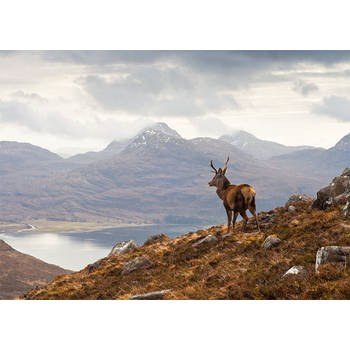 Inductiebeschermer - Een Hert in het Schotse Hoogland - 78x52 cm