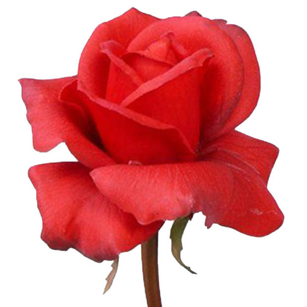 Top Art Kunstbloem roos Caroline - rood - 70 cm - zijde - kunststof steel - decoratie bloemen - Kunstbloemen