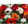 Inductiebeschermer - Red and White Flowers - 77x59 cm