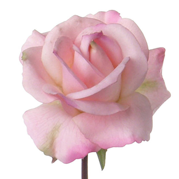 Top Art Kunstbloem roos Caroline - 3x - roze - 70 cm - zijde - kunststof steel - decoratie bloemen - Kunstbloemen