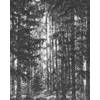 Fotobehang - Lustres Lapland 200x250cm - Vliesbehang