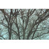 Fotobehang - Whispering Woods 400x250cm - Vliesbehang