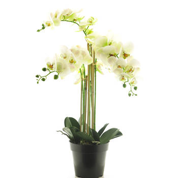 Nova Nature - (Best) RT Phalaenopsis Bora x5 in pot 60cm white