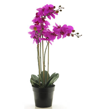 Nova Nature - (Best) RT Phalaenopsis Bora x3 in pot 60cm fuchsia