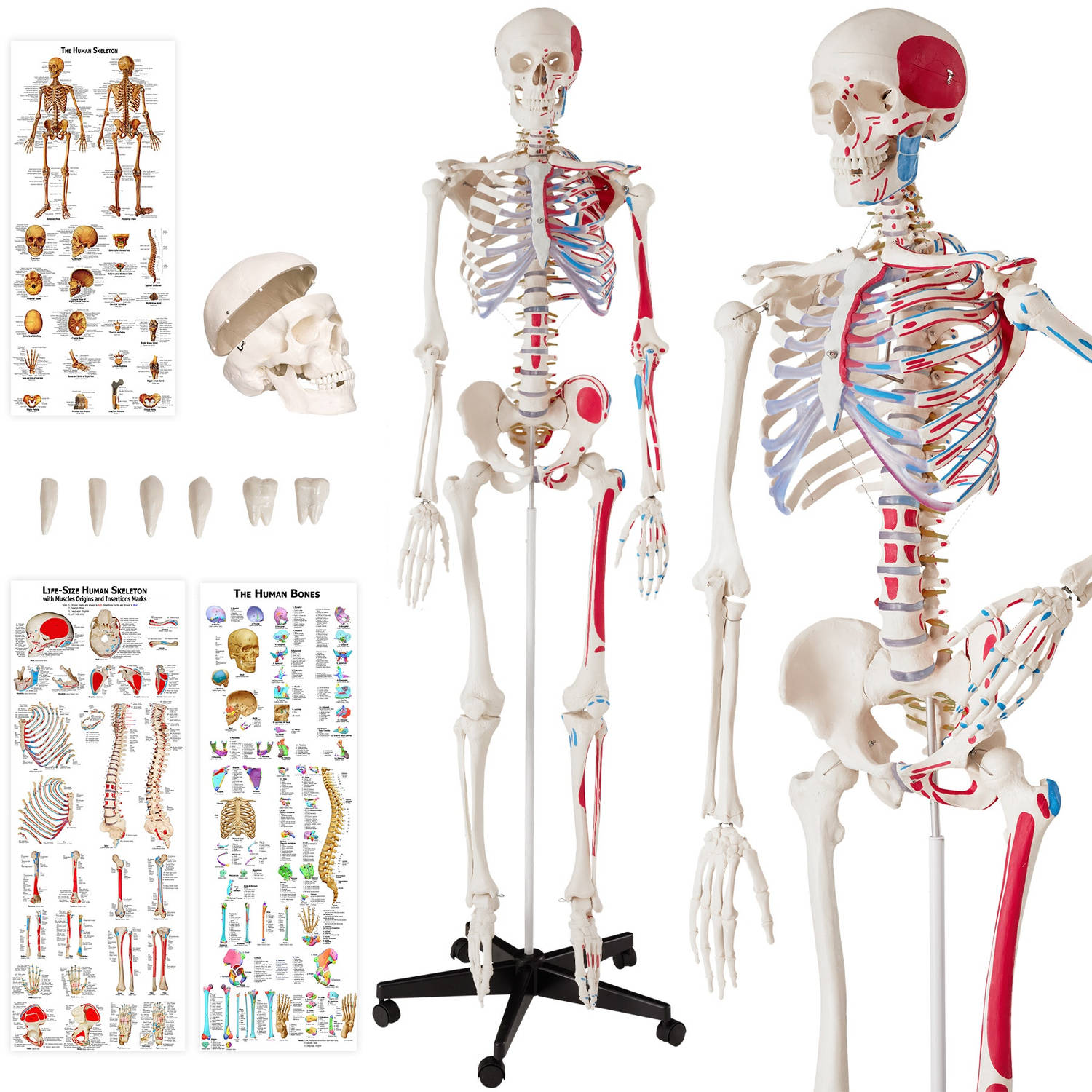 tectake® Skelet anatomie medisch model 180cm + Anatomie poster spier- en botmarkering 400963
