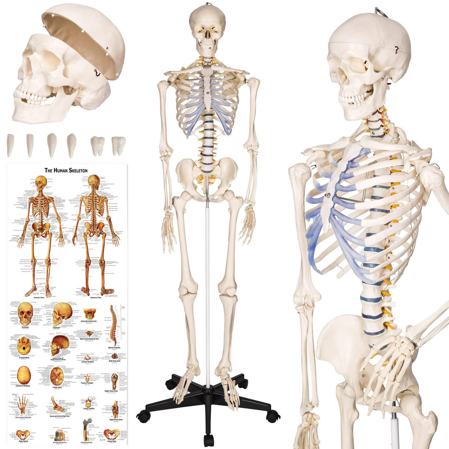 tectake® Anatomie skelet spier- en botmarkering incl. poster met spieren en botten 181cm 400502