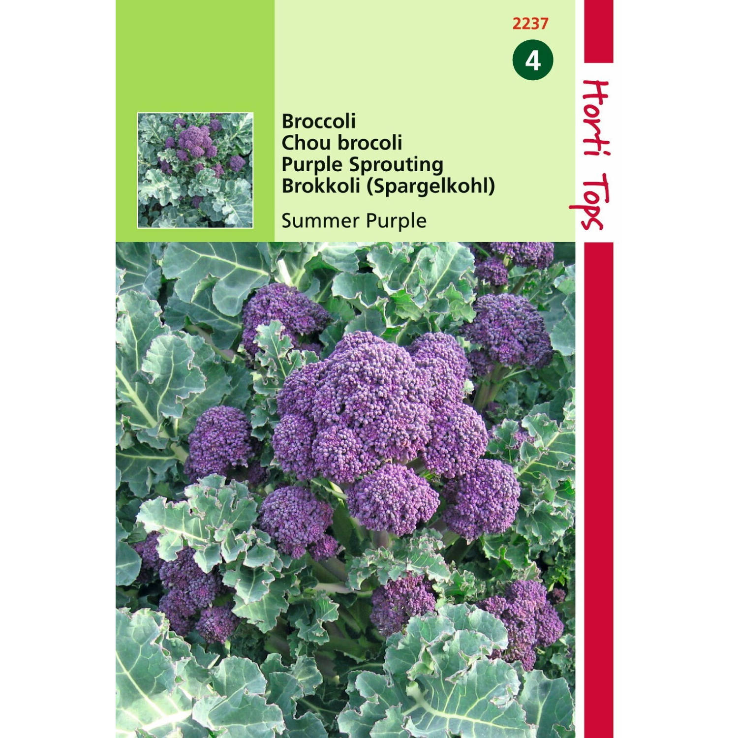 2 stuks - Hortitops - Broccoli Summer Purple