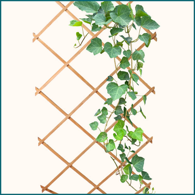 HIXA Klimrek Planten - Uitschuifbaar - Trellis - Hout - Tuinlatwerk - 180x90cm