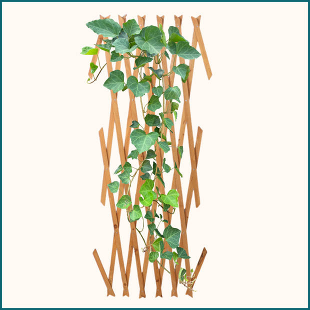 HIXA Klimrek Planten - Uitschuifbaar - Trellis - Hout - Tuinlatwerk - 180x90cm