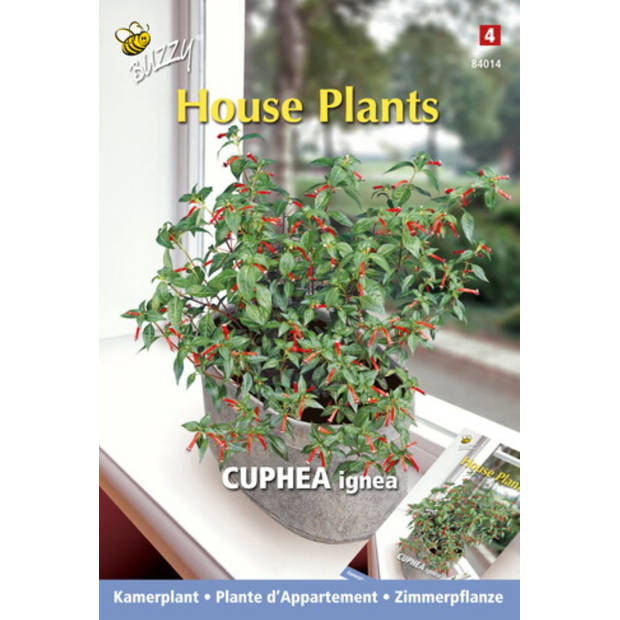 3 stuks - Buzzy - House plants cuphea luciferplantje