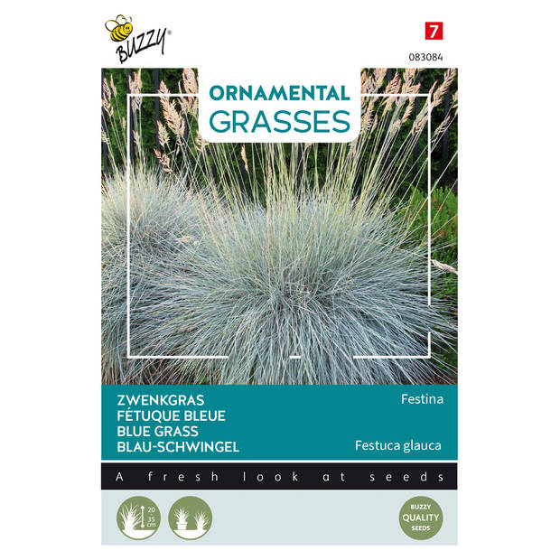 Buzzy - Ornamental Grasses, Festuca glauca 'Blaue Auslese'