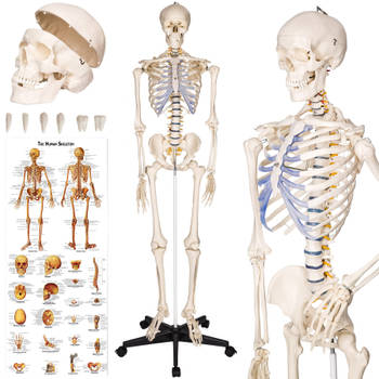tectake® - Anatomie skelet - spier- en botmarkering - incl. poster met spieren en botten - 181cm - 400502