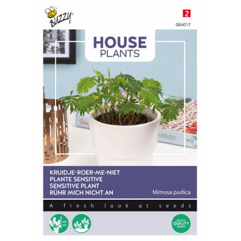 Buzzy - House Plants Mimosa pudica - kruidje roer me niet