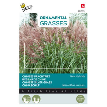 Buzzy - Ornamental Grasses, Miscanthus sinensis Neue Hybriden
