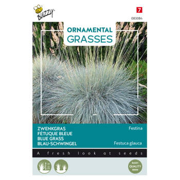 Buzzy - Ornamental Grasses, Festuca glauca 'Blaue Auslese'