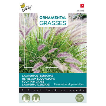 Buzzy - Ornamental Grasses, Pennisetum alopecuriodes