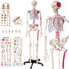 tectake® - Skelet anatomie medisch model - 180cm + Anatomie poster - spier- en botmarkering - 400963