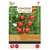 Buzzy - Pomodori Gardeners Delight (Cherry)