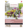 Buzzy - Colourful Bouquets, Elegant dried flowers (droogbloem 2)