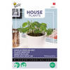 Buzzy - House Plants Mimosa pudica - kruidje roer me niet