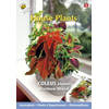 3 stuks - Buzzy - House plants coleus rainbow mix