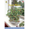 3 stuks - Buzzy - House plants cuphea luciferplantje